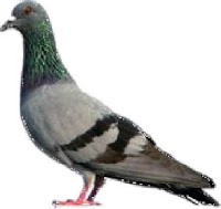 pigeon control stretford 377579 Image 0